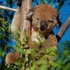 Koala - Phascolarctos cinereus o4057
